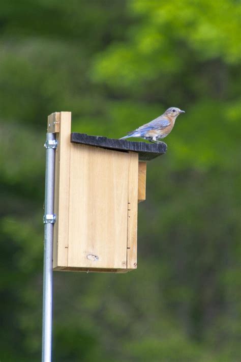 metal pole bluebird house|bluebird houses anchored by pole.